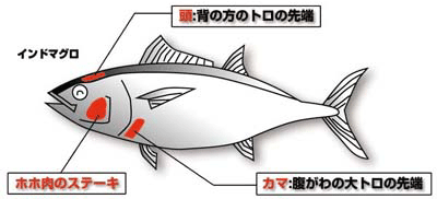 インドマグロ