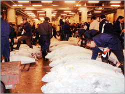 浦安 東京湾 屋形船
