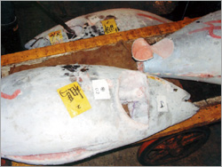 浦安 東京湾 屋形船