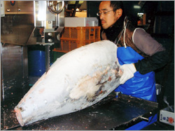 浦安 東京湾 屋形船