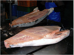 浦安 東京湾 屋形船